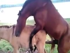 Two horses were seen screwing in this beast fetish video that was taken by a photographer.